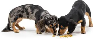 理想的なドッグフード F//H FOOD for Dogs