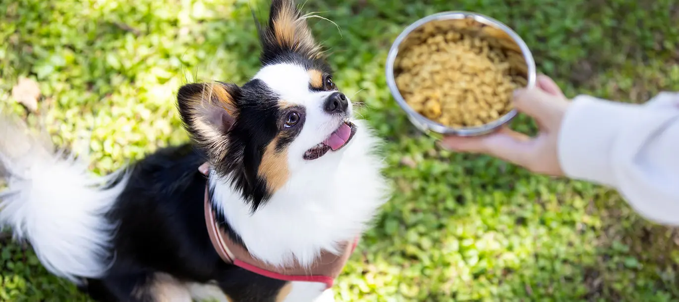 よくあるご質問 | 理想的なドッグフード F//H FOOD for Dogs